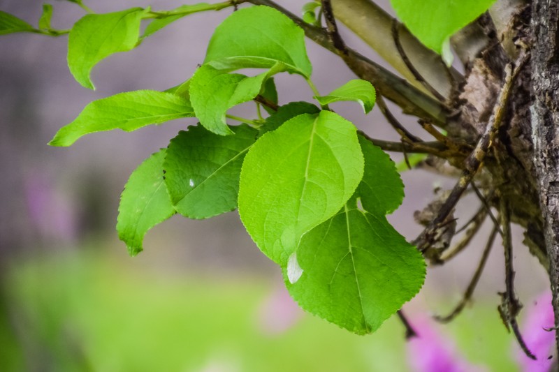 Populus suaveolens