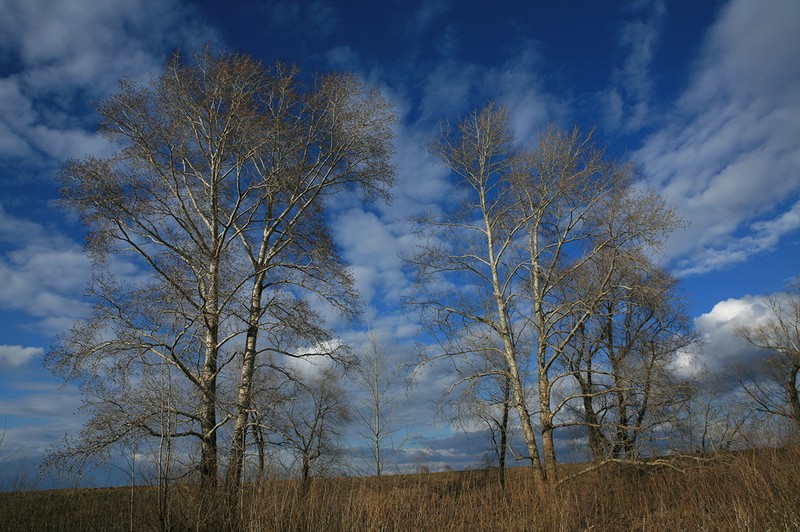 Populus suaveolens photo 2