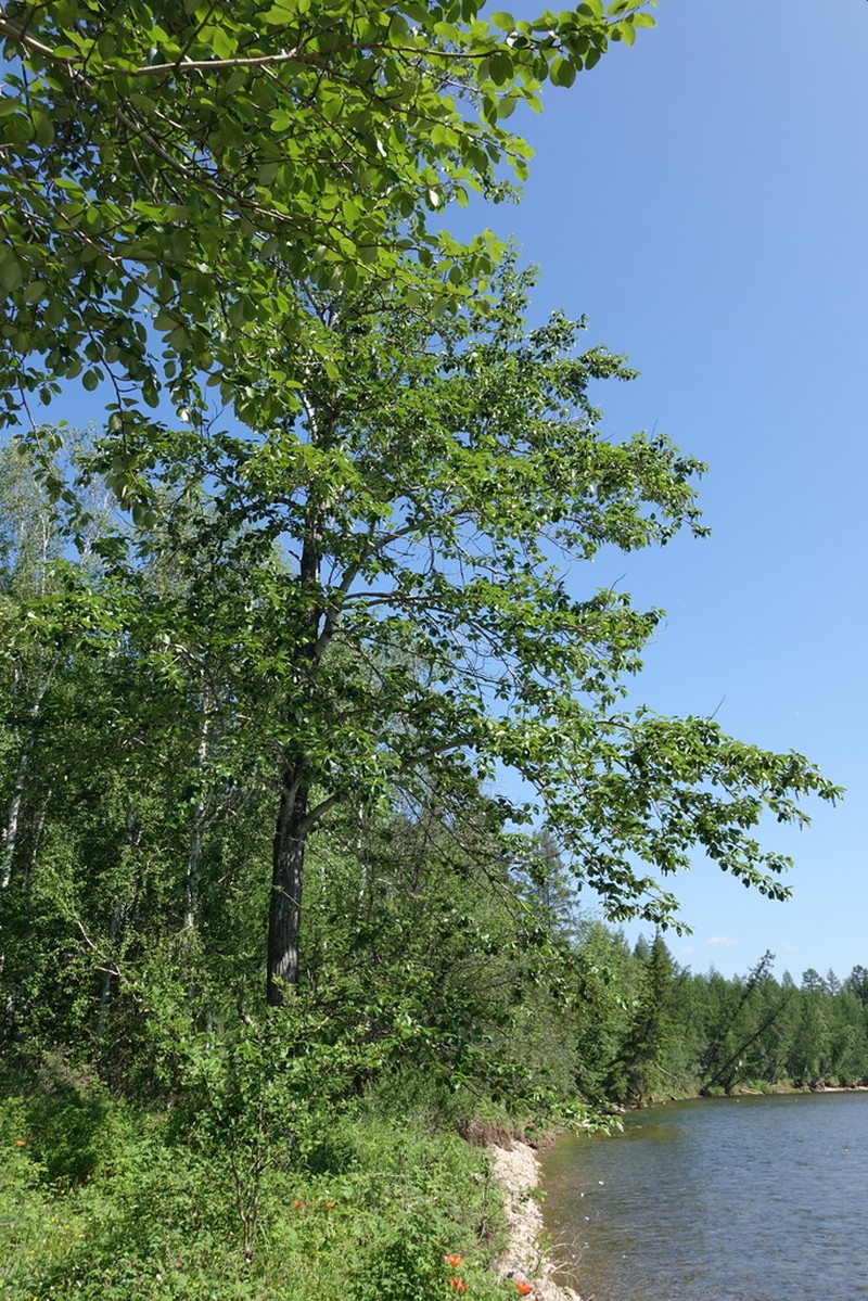 Populus suaveolens photo 3