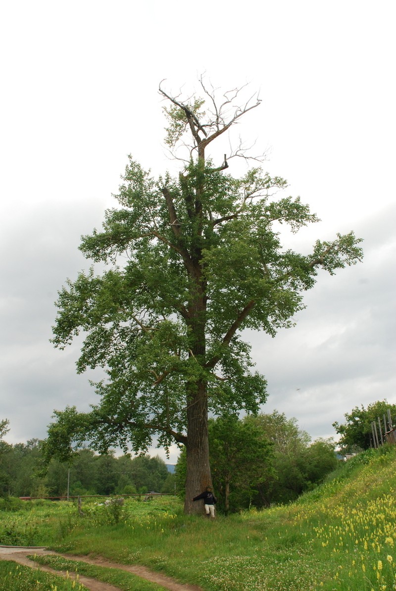 Populus suaveolens photo 4