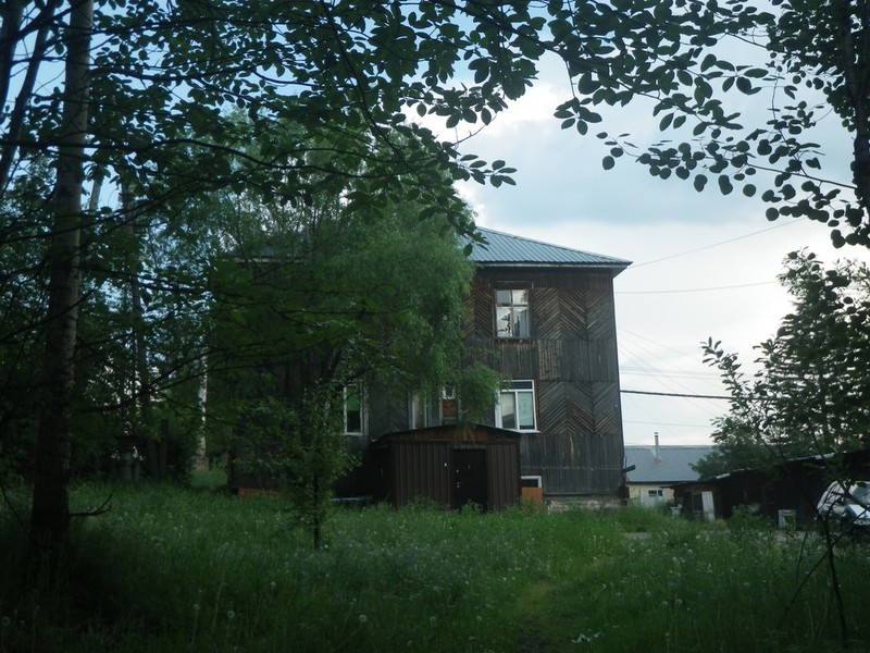Populus suaveolens photo 6