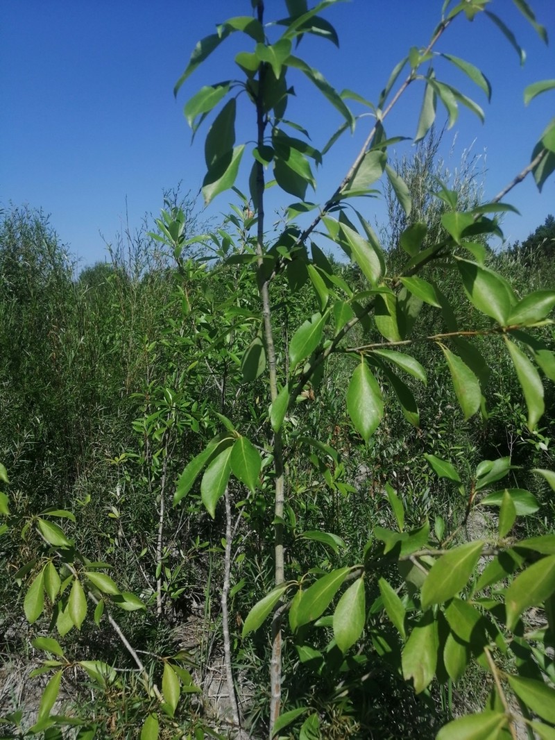 Populus suaveolens photo 7