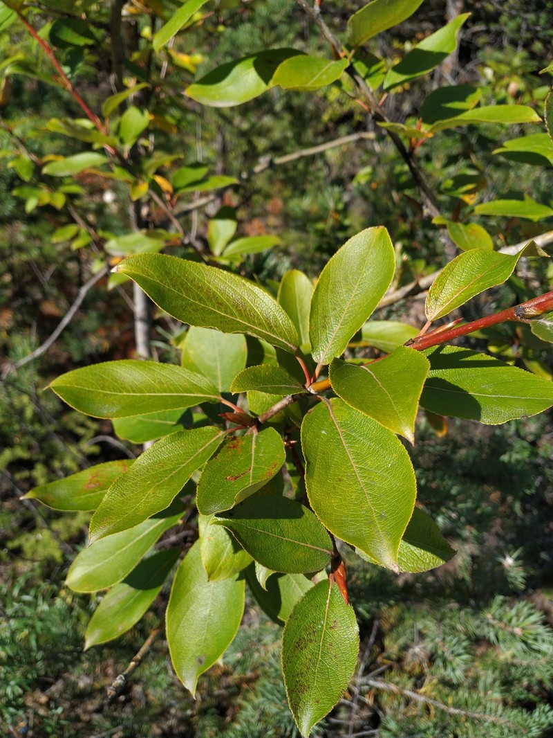 Populus suaveolens f. baicalensis