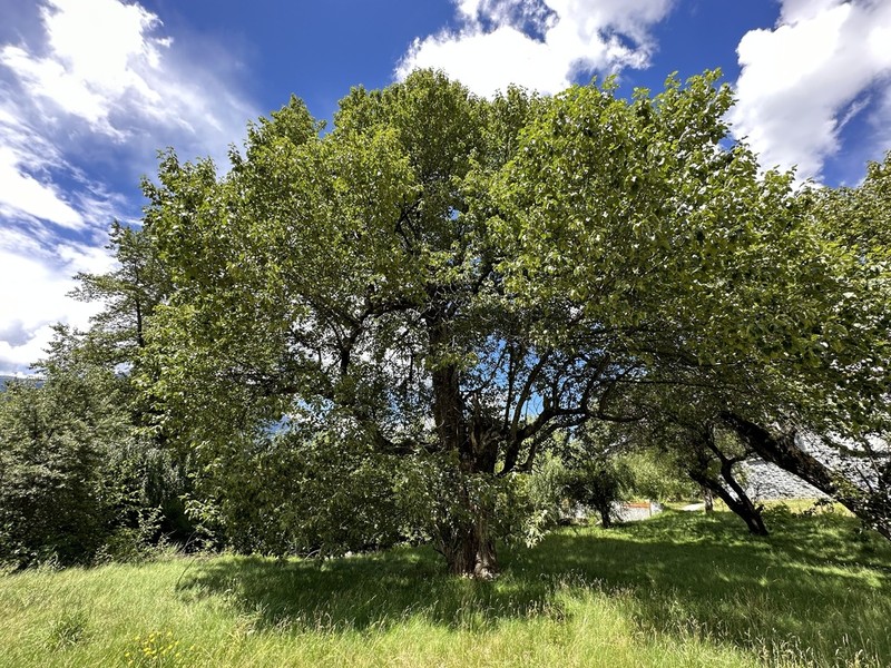 Populus szechuanica