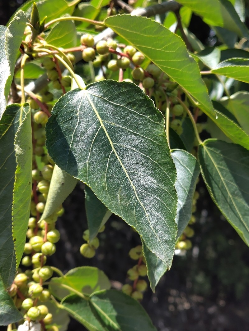 Populus szechuanica photo 3
