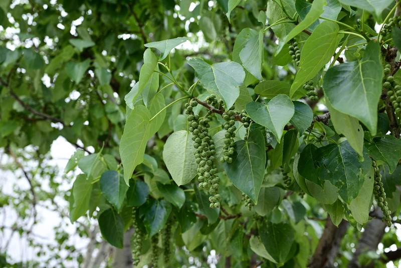 Populus szechuanica photo 4