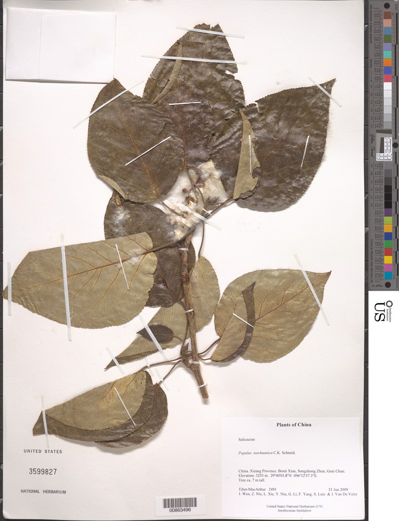 Populus szechuanica photo 5