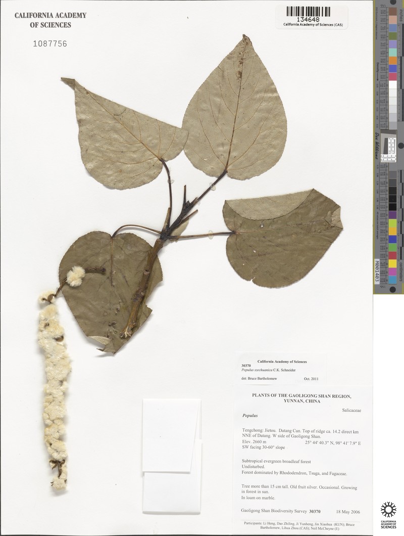 Populus szechuanica photo 6