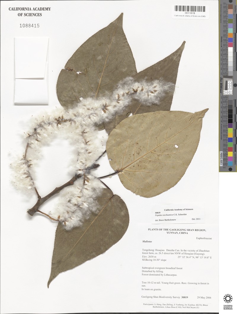 Populus szechuanica photo 7