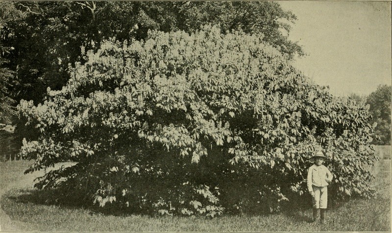 Chinese White Poplar photo 4