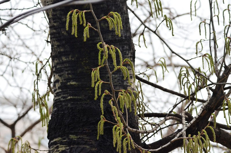 Chinese White Poplar photo 3
