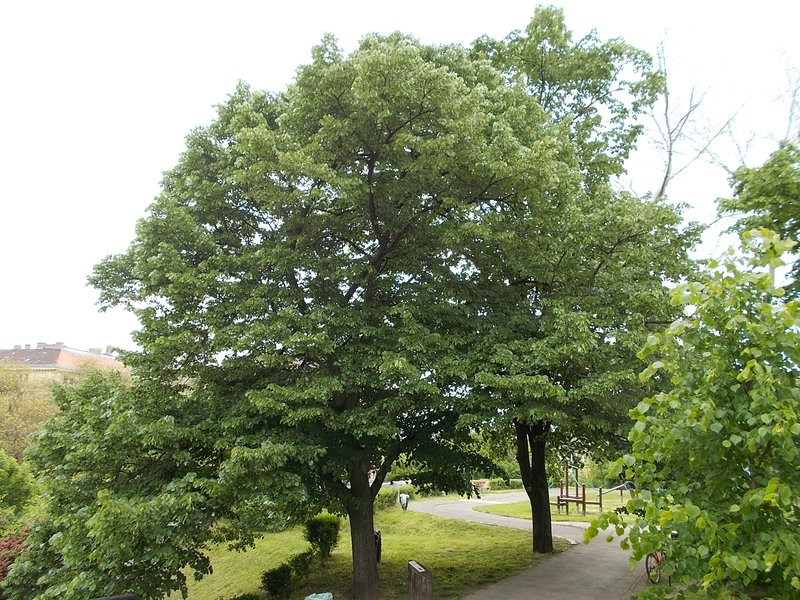 Chinese White Poplar photo 6