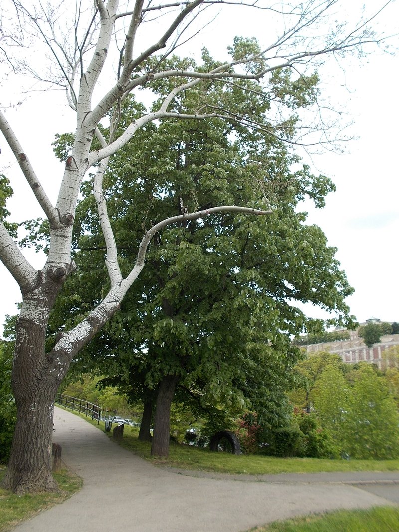 Chinese White Poplar photo 7
