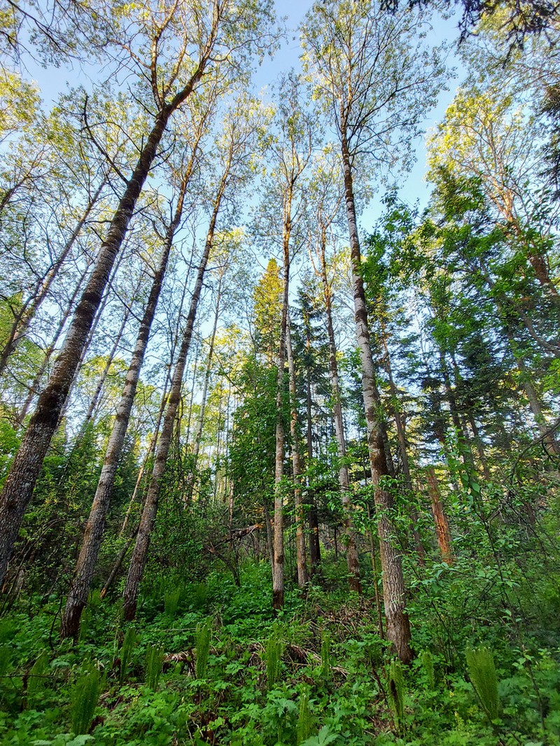 European Aspen photo 3