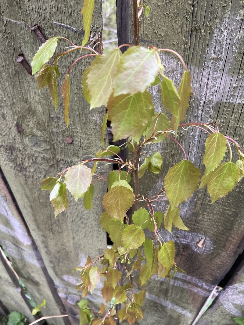 European Aspen photo 5