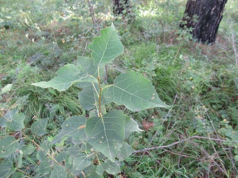 European Aspen photo 6