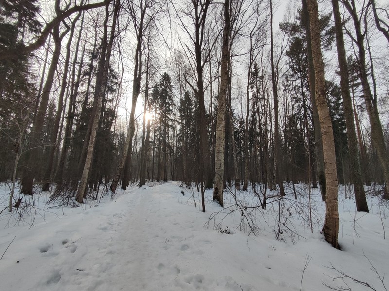 European Aspen photo 7
