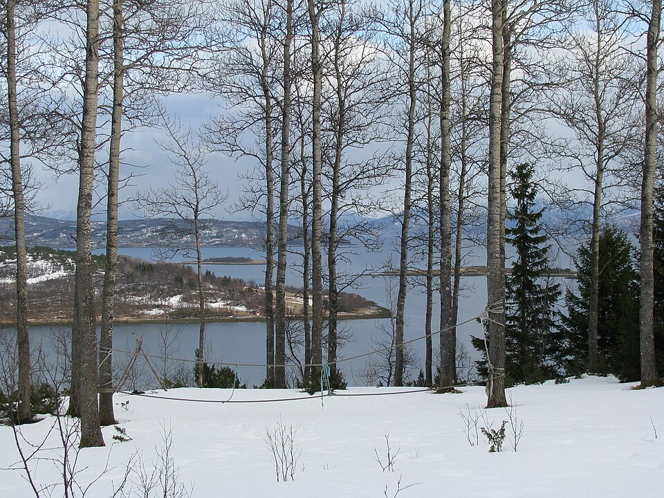 European Aspen photo 4
