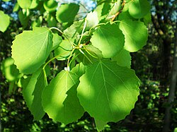 European Aspen