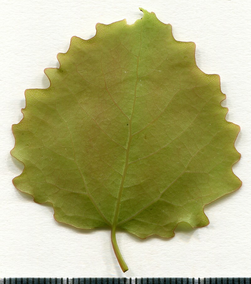 European Aspen photo 2