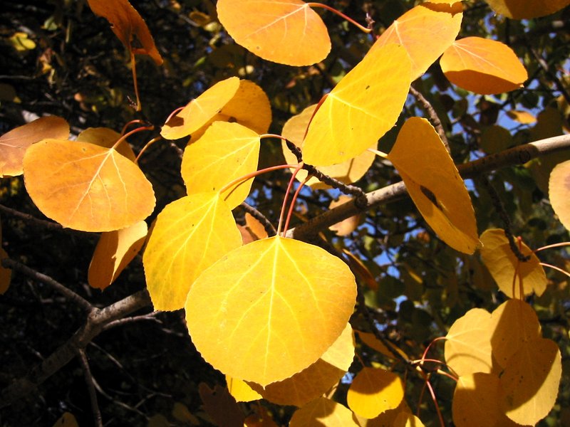 Quaking Aspen photo 4