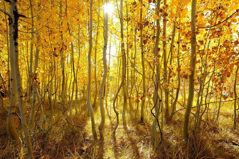 Quaking Aspen photo 2