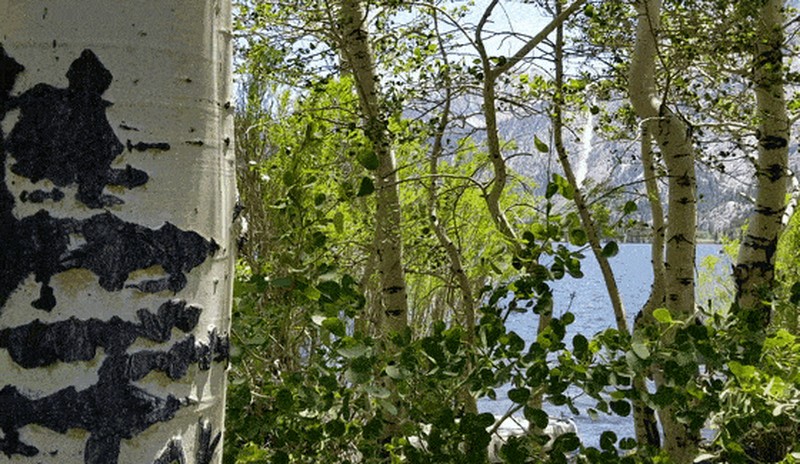 Quaking Aspen photo 3