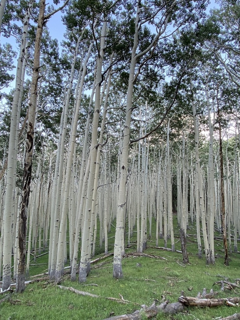 Quaking Aspen photo 5