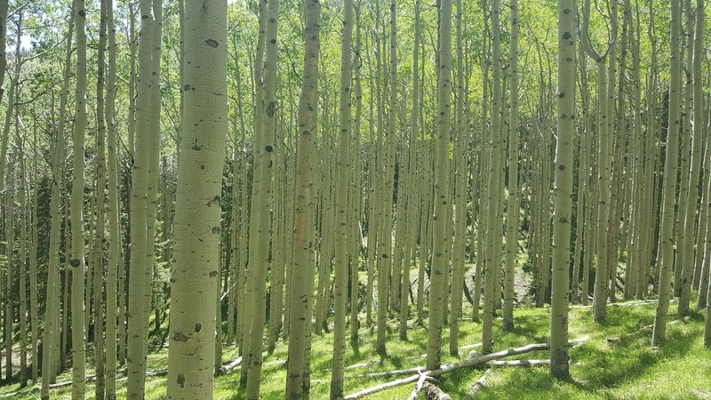 Quaking Aspen photo 6