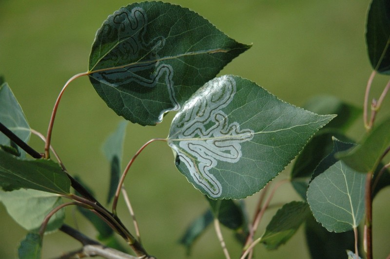 Quaking Aspen photo 7
