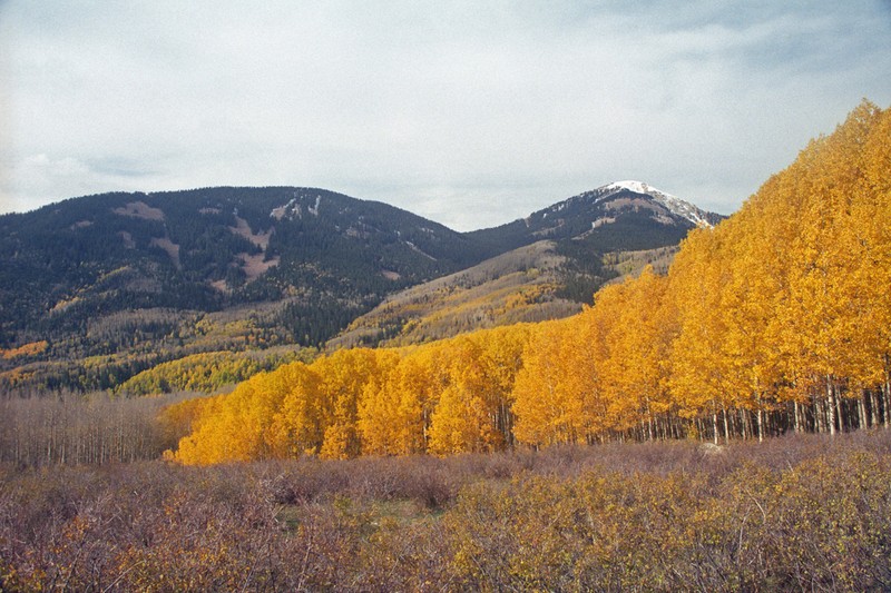 Quaking Aspen photo 8