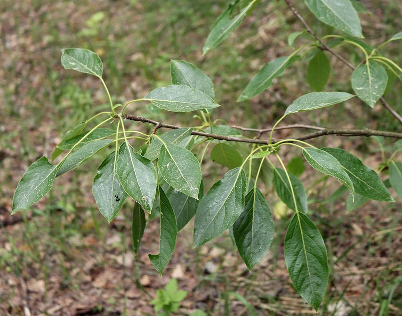 Populus tristis photo 3