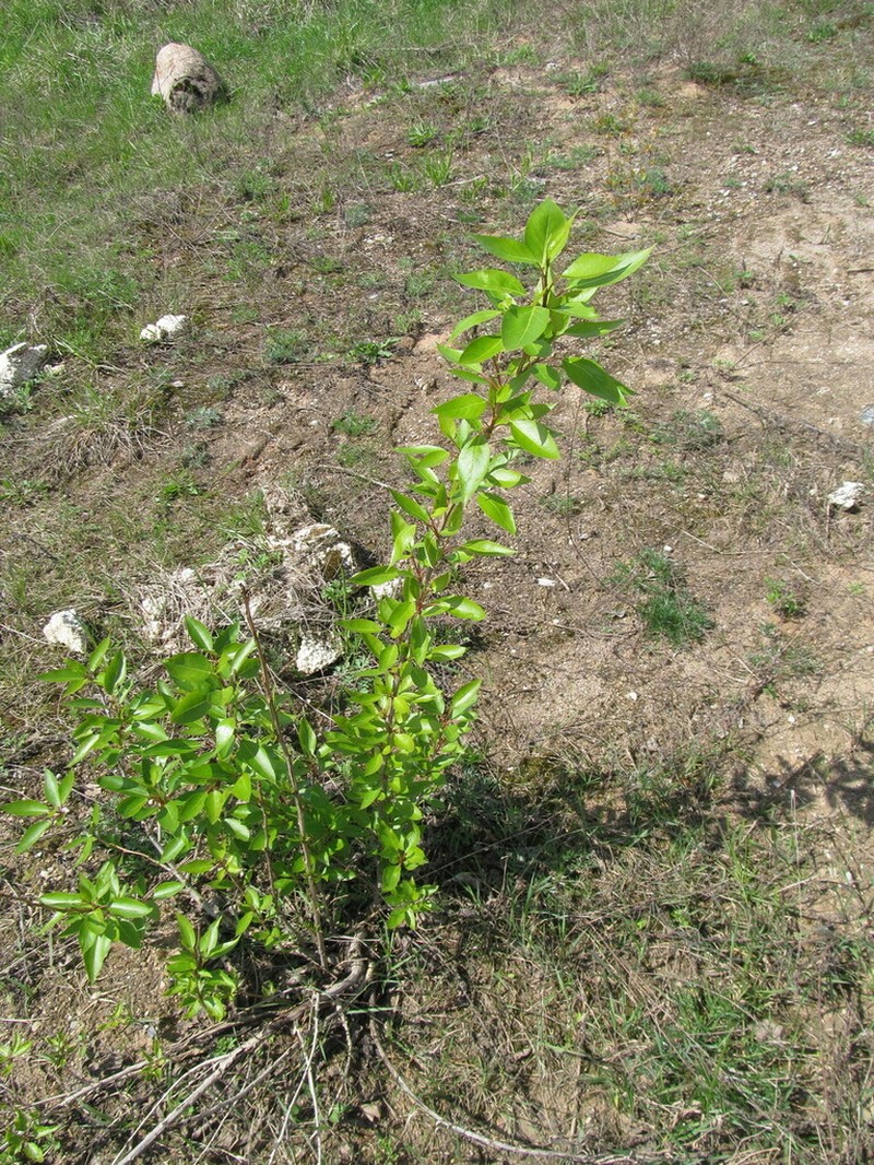 Populus tristis