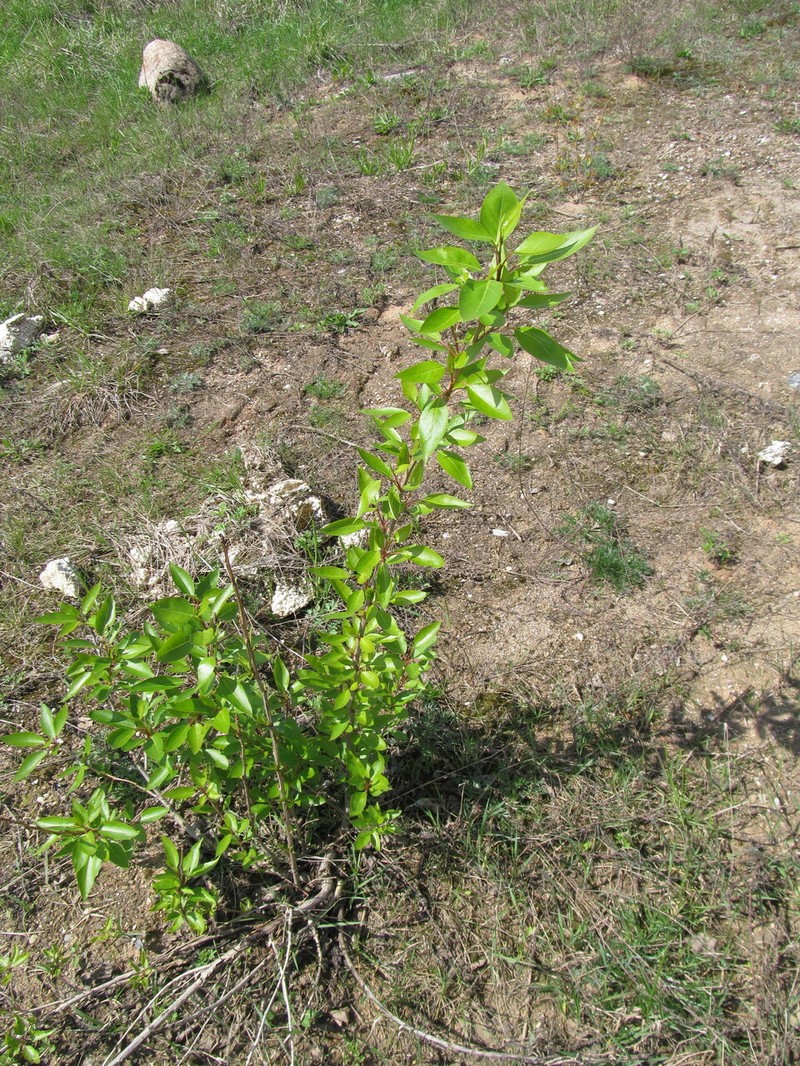 Populus tristis photo 2