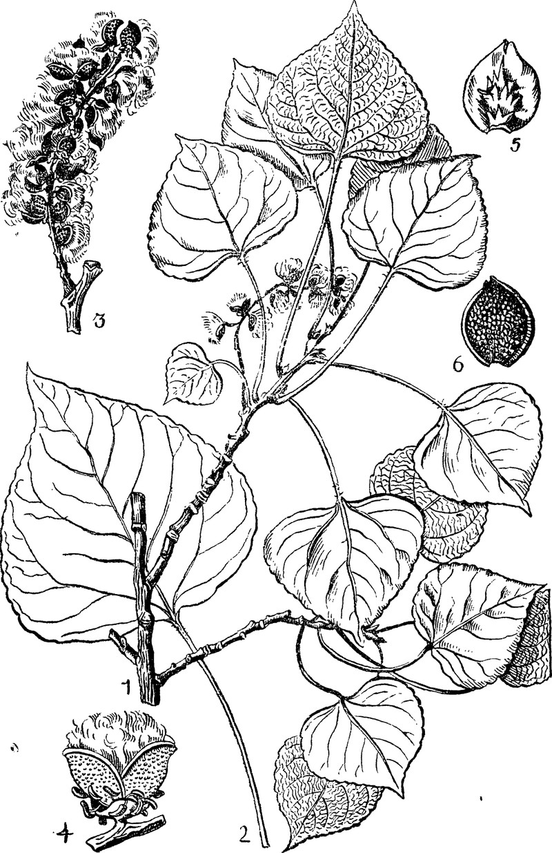 Populus usbekistanica