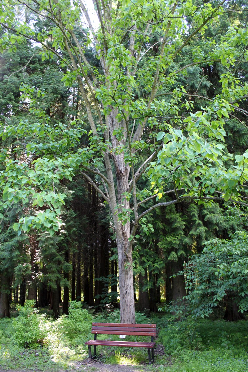 Populus wilsonii