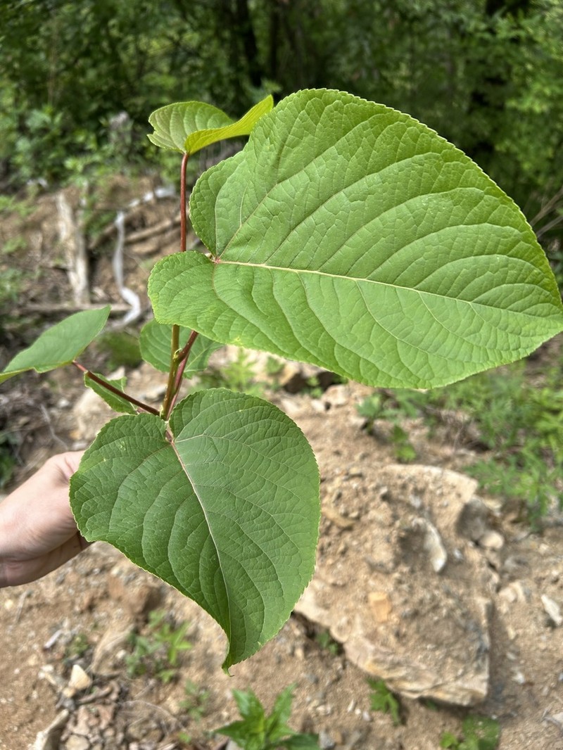 Populus wilsonii photo 2