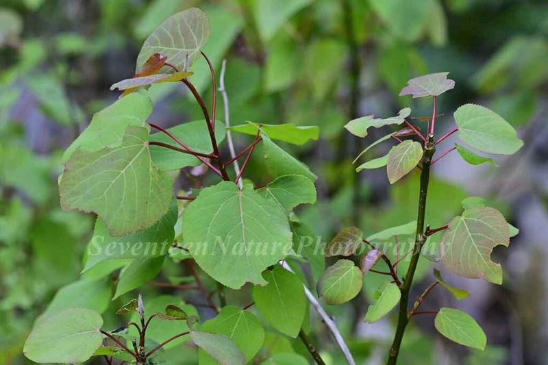Populus wilsonii photo 3