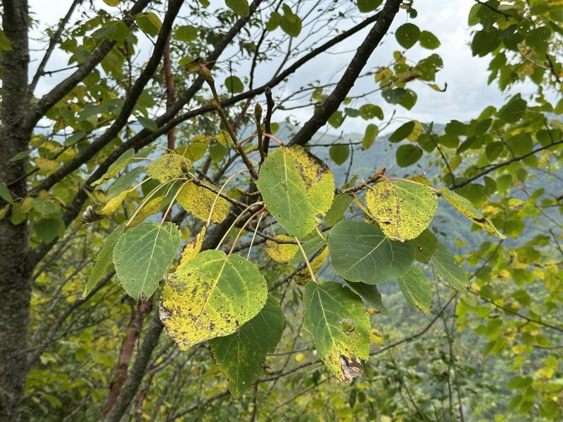 Populus wilsonii photo 4