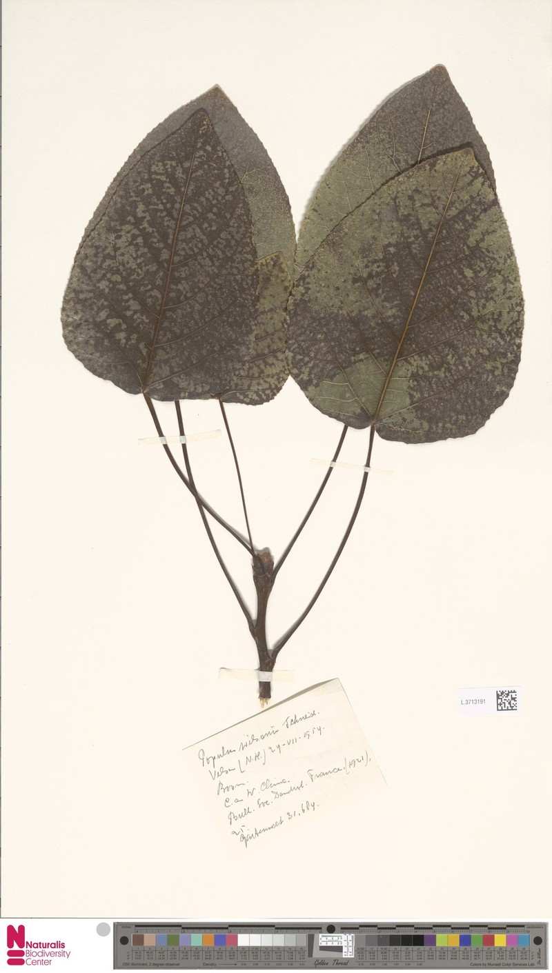 Populus wilsonii photo 5