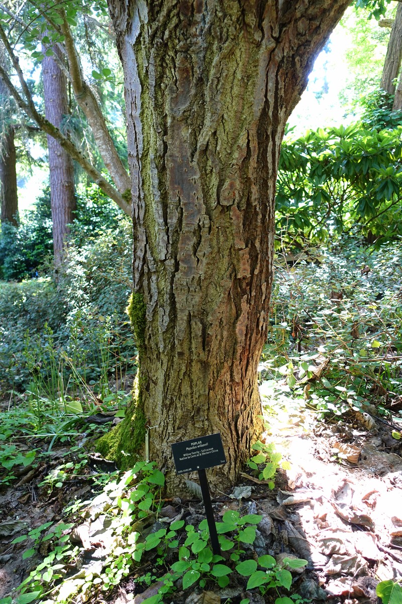 Populus wilsonii photo 6
