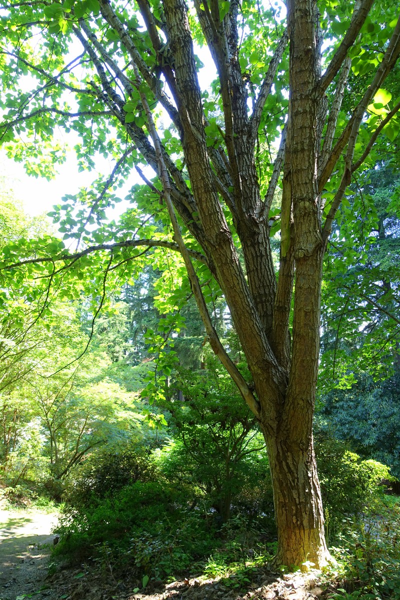 Populus wilsonii photo 7