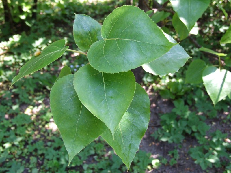 Populus wilsonii photo 8