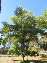 Populus yunnanensis