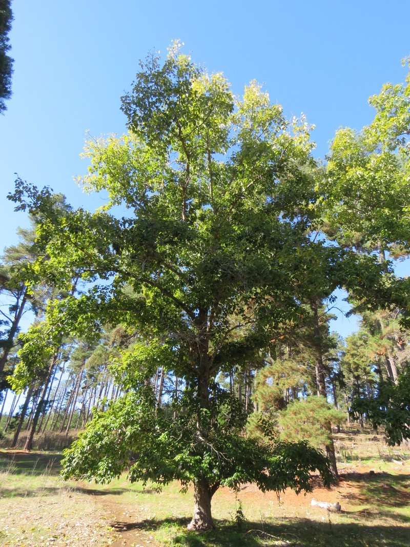 Populus yunnanensis