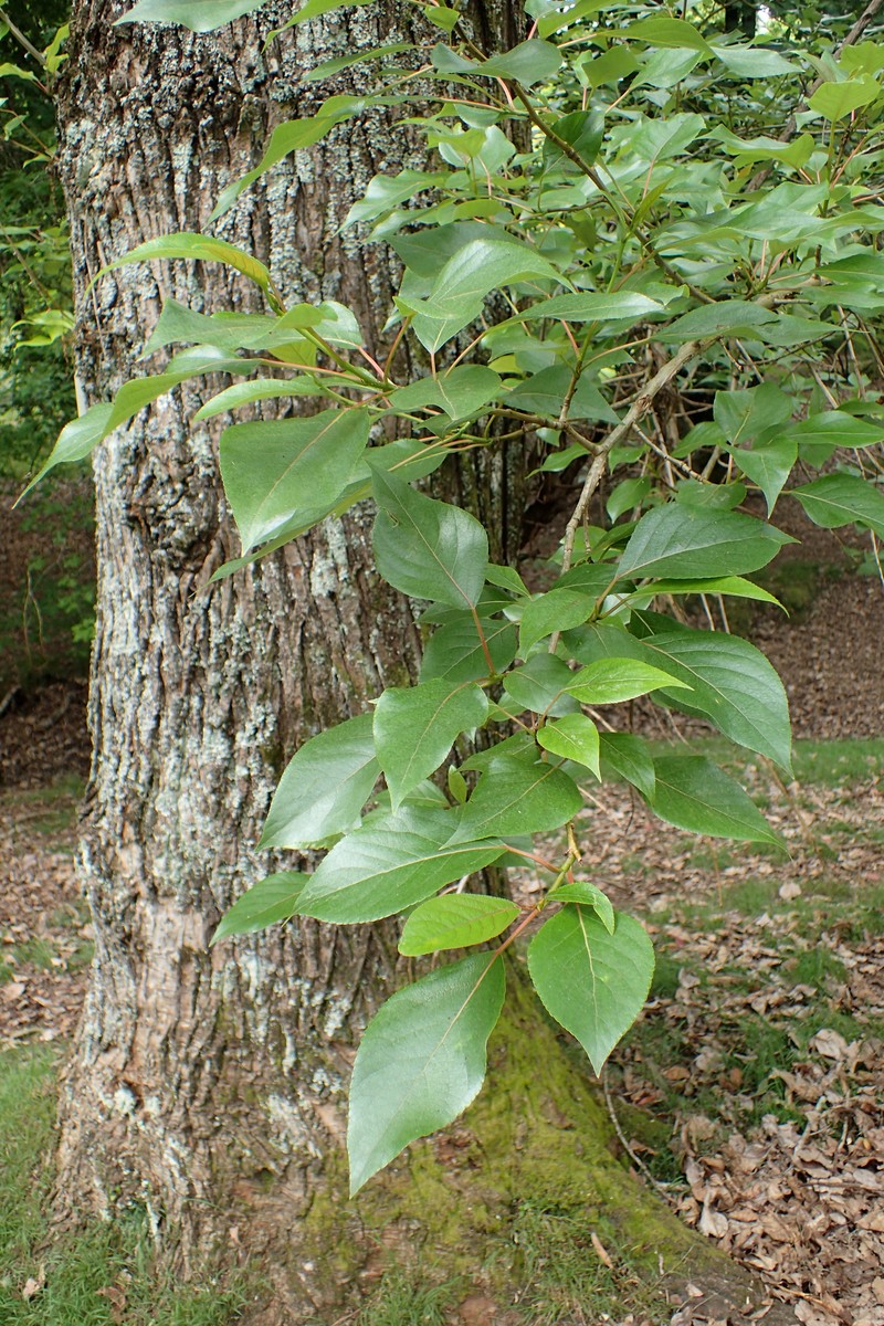Populus yunnanensis photo 2