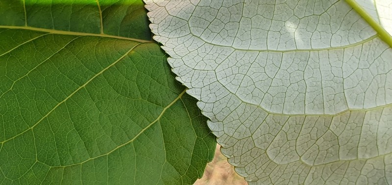 Populus yunnanensis photo 3