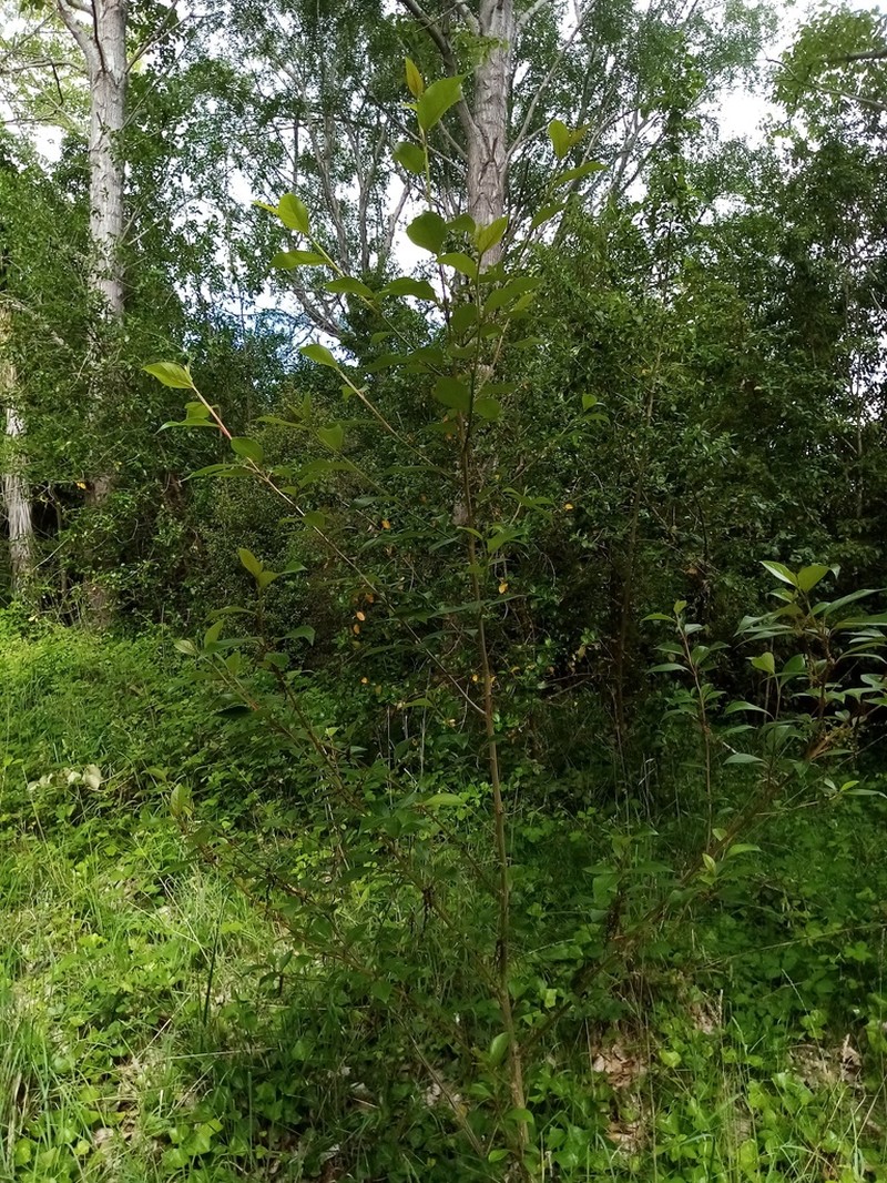 Populus yunnanensis photo 4