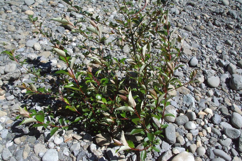 Populus yunnanensis photo 5