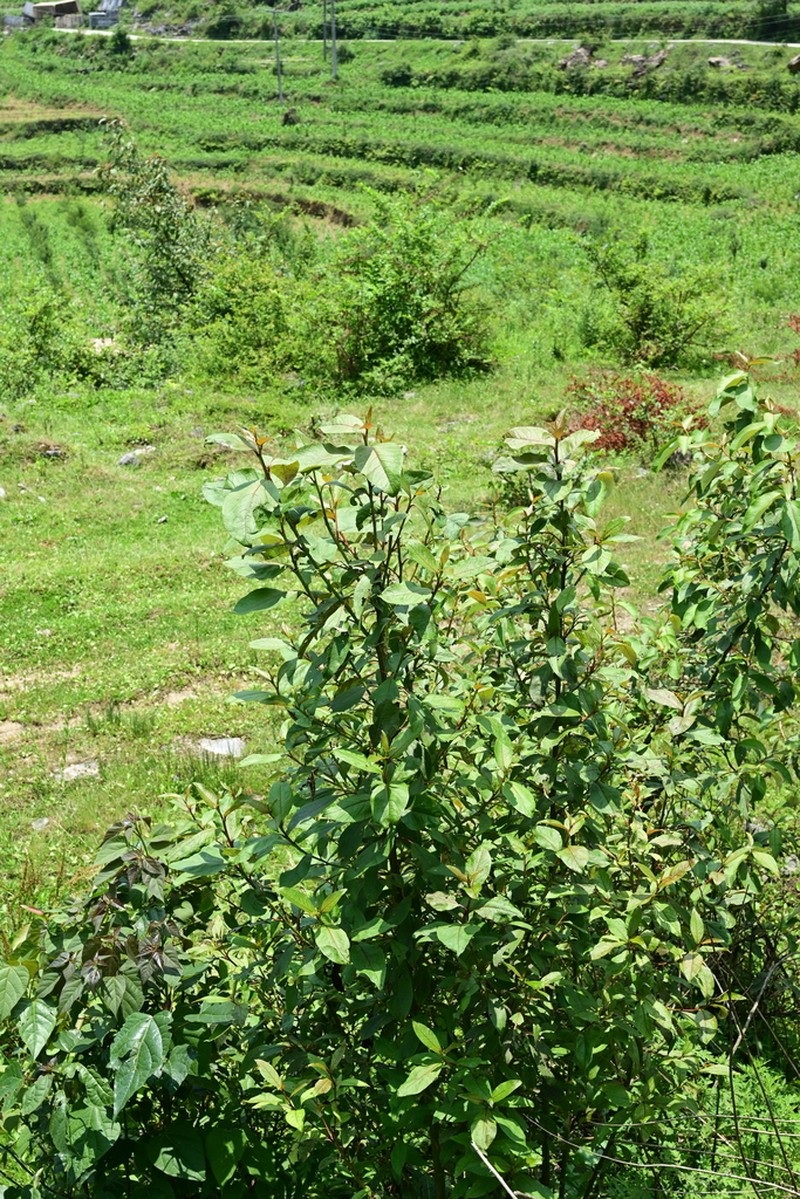 Populus yunnanensis photo 6